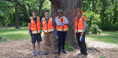 emerald ash borer