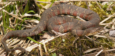 Newsletter72618_Northern_Water_Snake