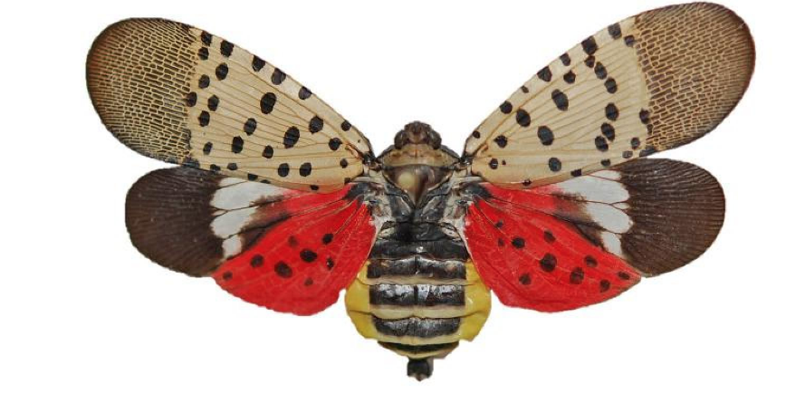 Newsletter_092018_SpottedLanternFly