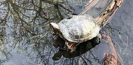 PastoriusTurtle