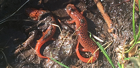 RedSalamander