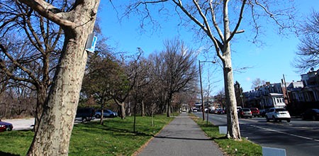 StreetTrees