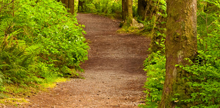 Trail in Park