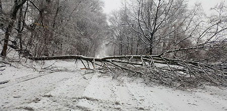 Treepocalypse Clean Up