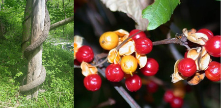 Plant Patrol: The Wissahickon Strangler