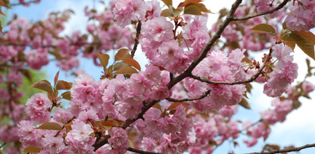 cherryblossom