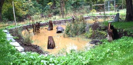 Rain Garden