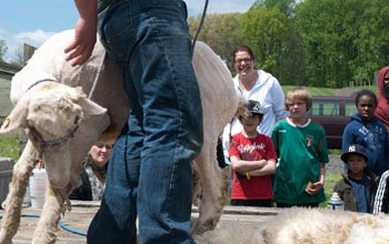 Sheep Shearing