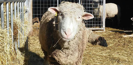 sheep shearing