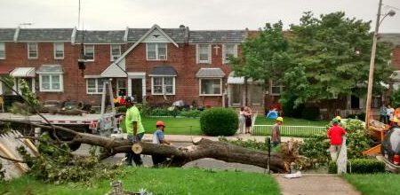 tree removal