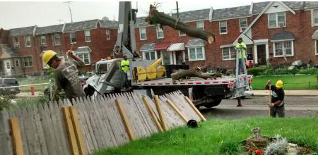 tree removal