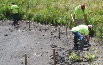 Wises Mill Planting