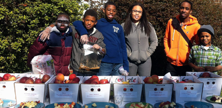 Woodford Apple harvest