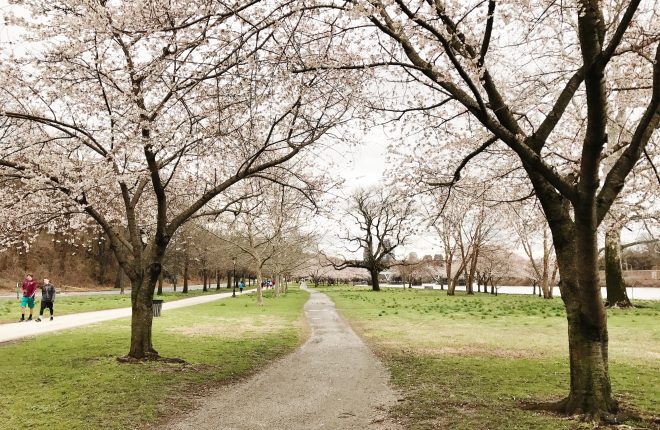 Cheery Blossoms in the Spring