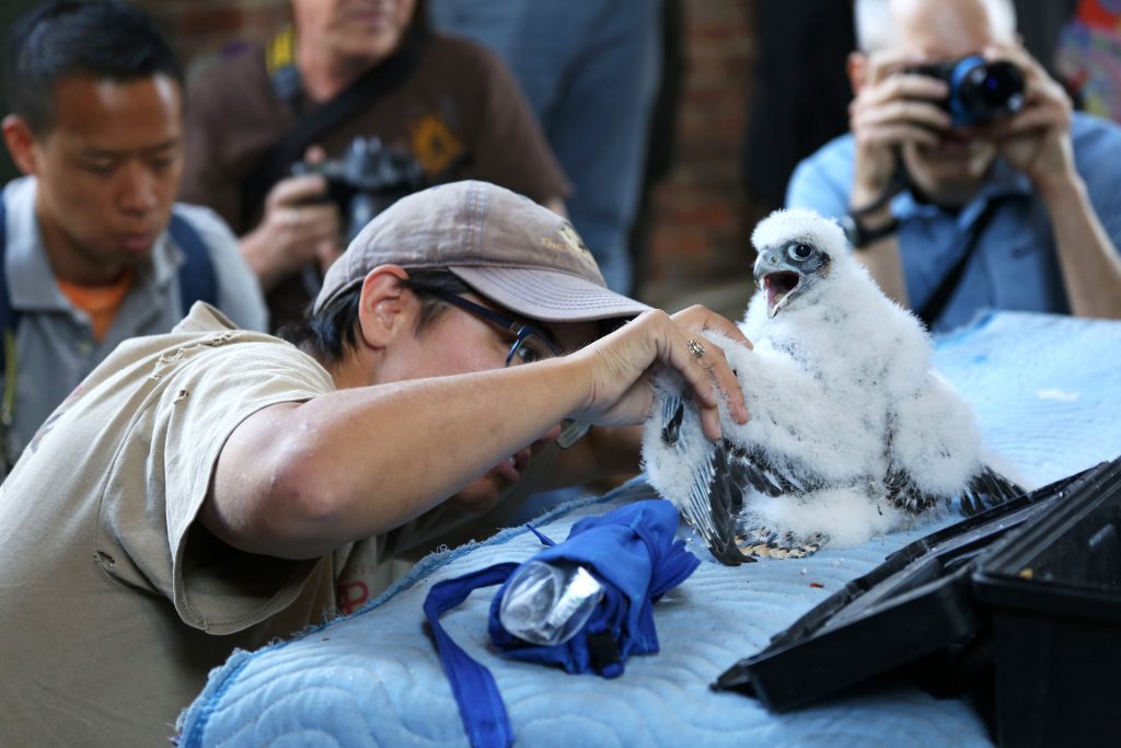 Pennsylvania Game Commission checks and tracks Peregrine Falcons 