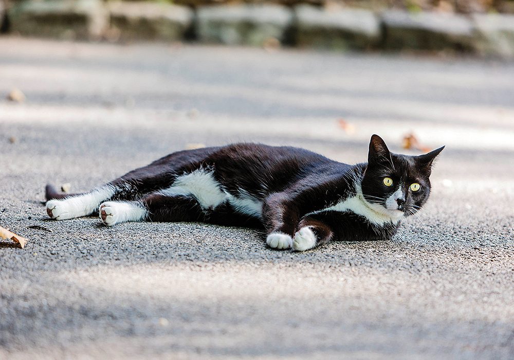 reporting feral cats