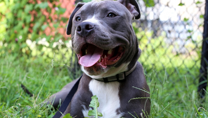 Pit bull in grassy yard.