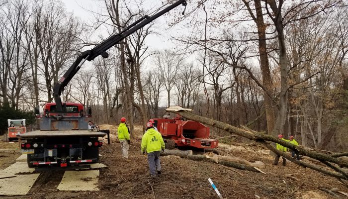 Crews working in the West Fairmount Park forest