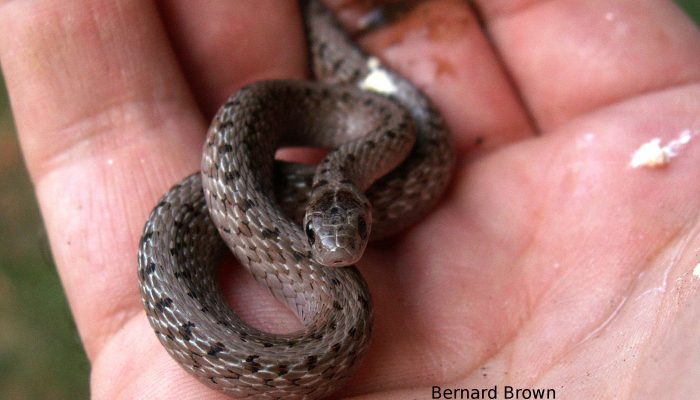 Brown snake in person's palm