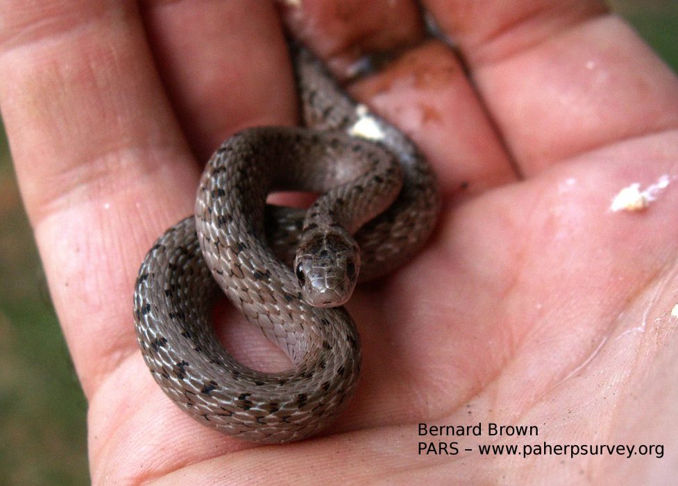 Featured Philly Wildlife Brown Snakes Philadelphia Parks