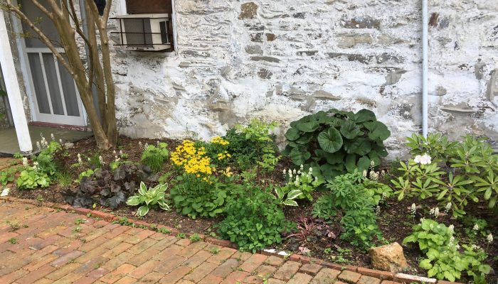 A native plant garden