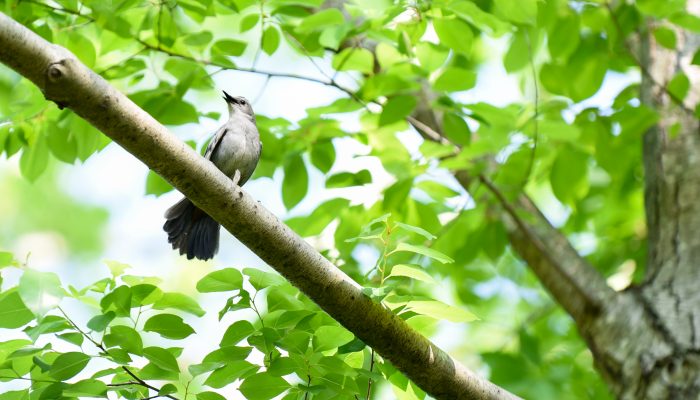 Bird in a tree