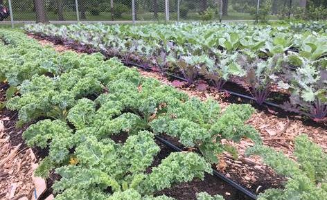 Rows of produce at Carousel House CSA