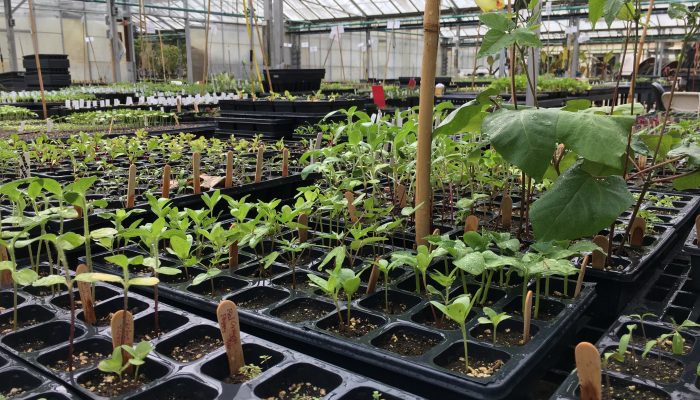 Budding produce at community garden