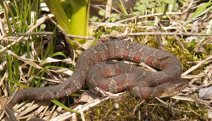 A northern white snake in the grass