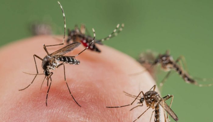Mosquitoes biting a finger