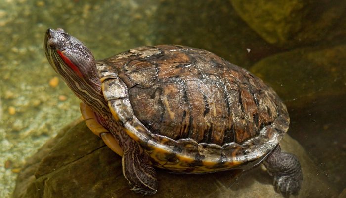 Philly wildlife: Red-eared Sliders– from cute pet to invasive species |  Philadelphia Parks &amp; Recreation | City of Philadelphia