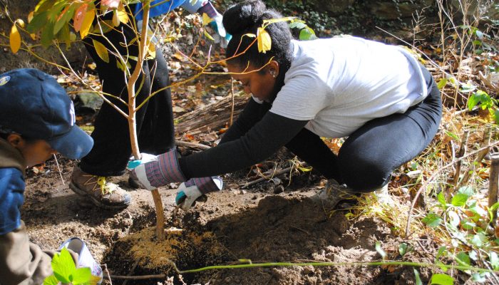 A female helps plant a tree