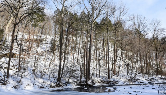 Winter shot of Wissahickon Valley Park
