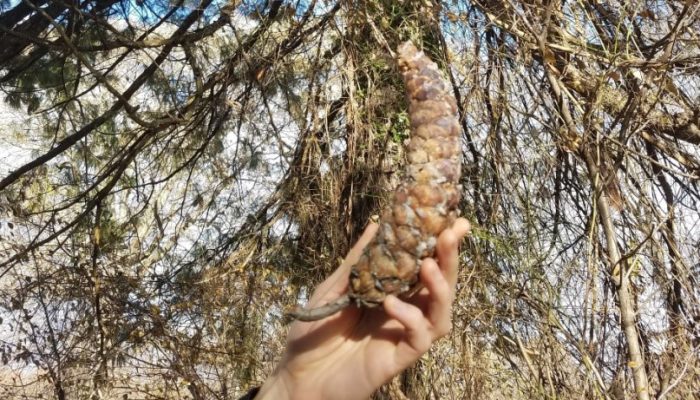 A Himalayan pine cone