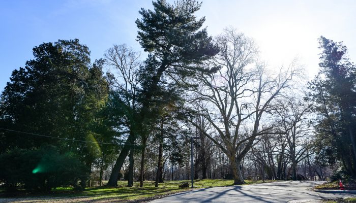 Winter trees at the Horticulture Center