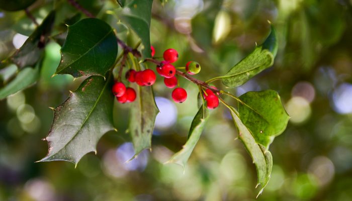 A close up of American Holly berries