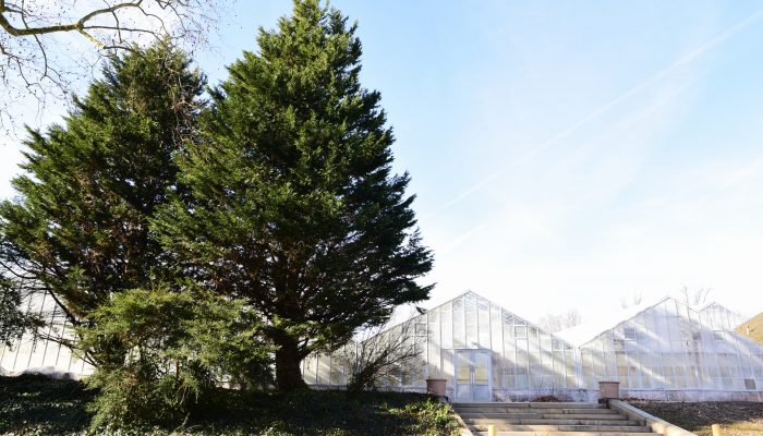 False Cypress trees and the Horticulture Center greenhouses