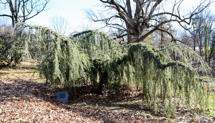 A Weeping Hemlock tree