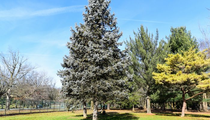 A Blue Atlas Cedar tree