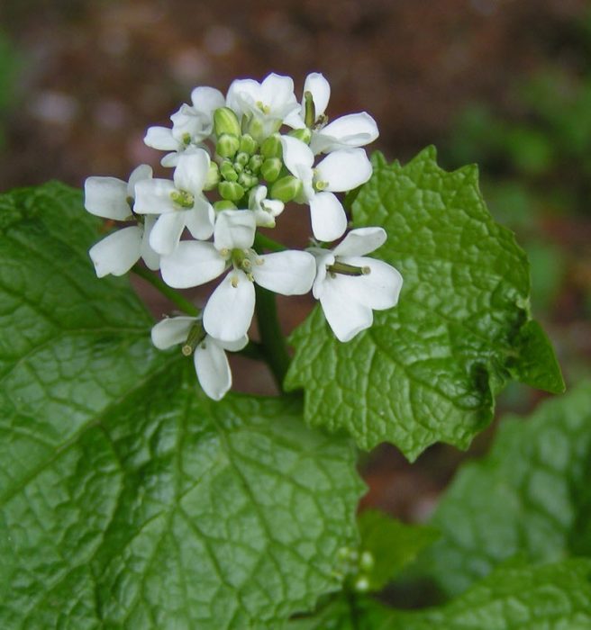 Garlic Mustard Flower garlic-mustard-flower