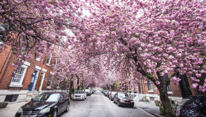 The branches of a cherry tree in full bloom obscure a view of a residential street in Philadelphia