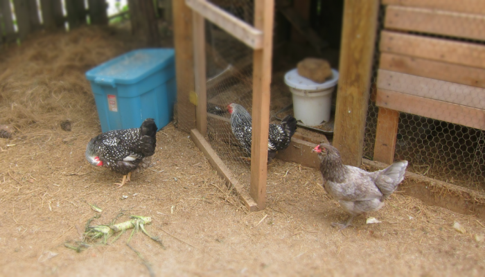 Three chickens outside a chicken coop