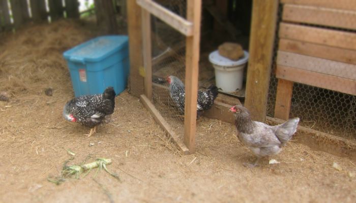 Three chickens outside a chicken coop