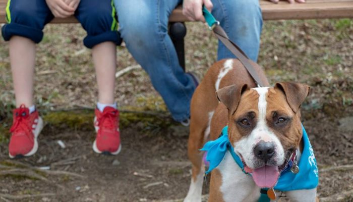 dog on a leash with two humans in the background