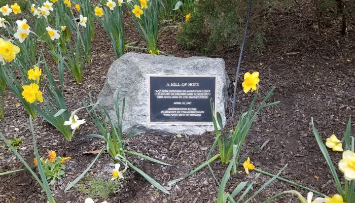 A picture of the new Hill of Hope plaque surrounded by daffodils