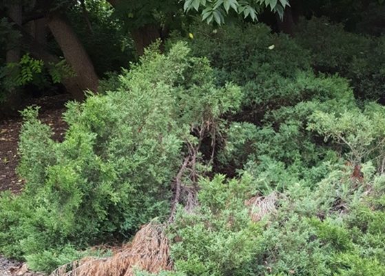 A bush obscured the Hill of Hope memorial before its restoration