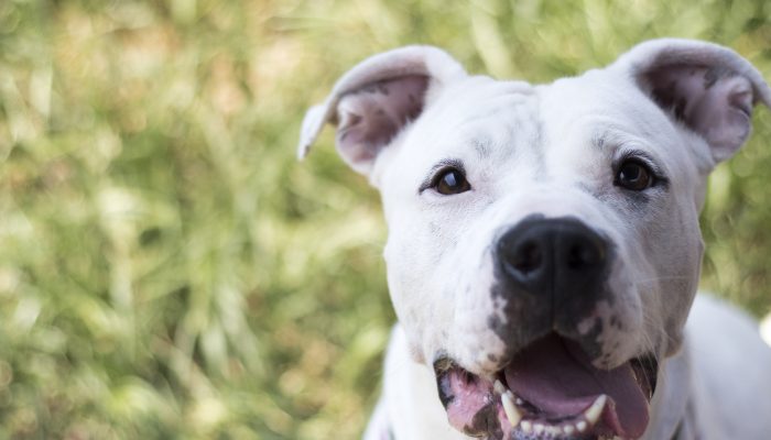 a dog standing close to the camera with grass in the background