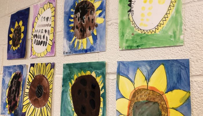Student drawings of sunflowers hang on the wall