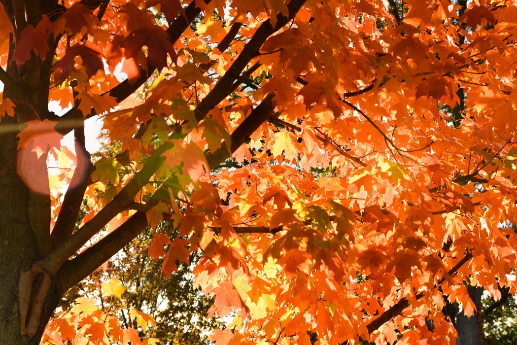 Six spots with unbe-LEAF-able fall foliage | Philadelphia Parks ...