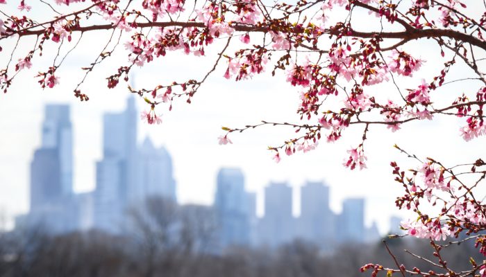city of philadelphia in the background framed by cherry blossoms in the foreground